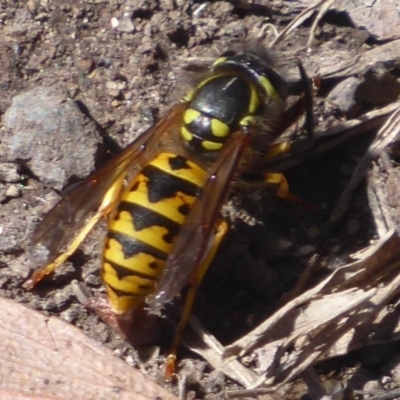 Vespula germanica (European wasp) at Gibraltar Pines - 7 Apr 2019 by Christine