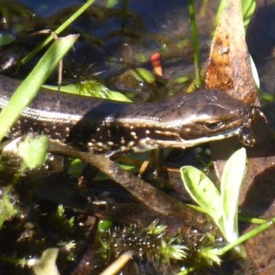 Eulamprus tympanum (Southern Water Skink) at Paddys River, ACT - 7 Apr 2019 by Christine
