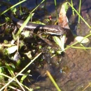 Eulamprus tympanum at Paddys River, ACT - 7 Apr 2019 11:45 AM