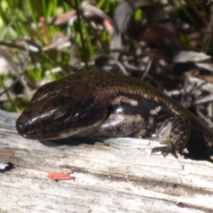 Eulamprus tympanum at Paddys River, ACT - 7 Apr 2019