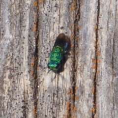 Primeuchroeus sp. (genus) (Cuckoo Wasp) at Gibraltar Pines - 7 Apr 2019 by Christine