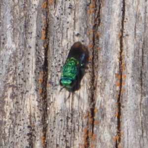 Primeuchroeus sp. (genus) at Gibraltar Pines - 7 Apr 2019 11:54 AM