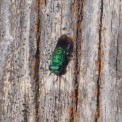 Chrysididae (family) (Cuckoo wasp or Emerald wasp) at Paddys River, ACT - 7 Apr 2019 by Christine
