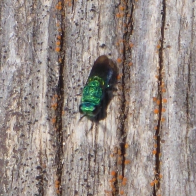 Primeuchroeus sp. (genus) (Cuckoo Wasp) at Paddys River, ACT - 7 Apr 2019 by Christine