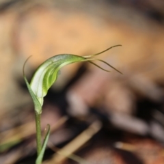 Diplodium laxum (Antelope greenhood) at Hackett, ACT - 7 Apr 2019 by petersan