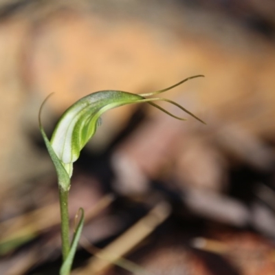 Diplodium laxum (Antelope greenhood) at Hackett, ACT - 7 Apr 2019 by petersan
