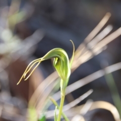 Diplodium laxum at Hackett, ACT - suppressed