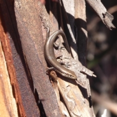 Pseudemoia entrecasteauxii (Woodland Tussock-skink) at Gibraltar Pines - 7 Apr 2019 by Christine