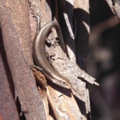 Pseudemoia entrecasteauxii at Paddys River, ACT - 7 Apr 2019 11:59 AM