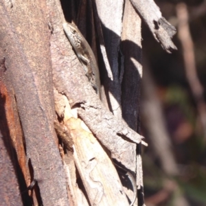 Pseudemoia entrecasteauxii at Paddys River, ACT - 7 Apr 2019 11:59 AM