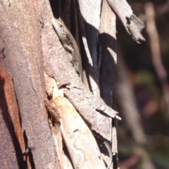 Pseudemoia entrecasteauxii at Paddys River, ACT - 7 Apr 2019