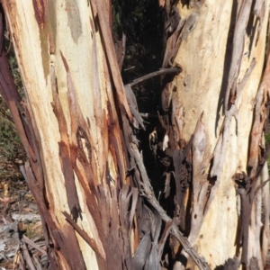 Pseudemoia entrecasteauxii at Paddys River, ACT - 7 Apr 2019 11:59 AM