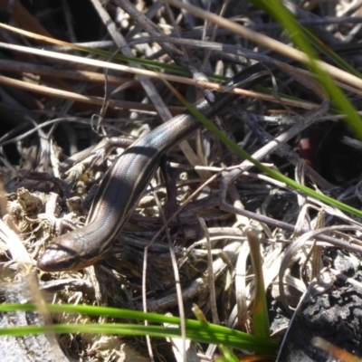 Acritoscincus duperreyi (Eastern Three-lined Skink) at Paddys River, ACT - 7 Apr 2019 by Christine