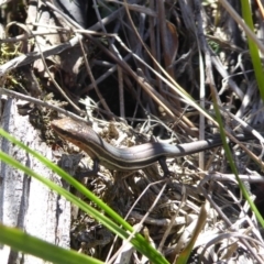 Acritoscincus duperreyi at Paddys River, ACT - 7 Apr 2019 12:09 PM