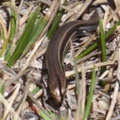 Acritoscincus duperreyi at Paddys River, ACT - 7 Apr 2019 12:09 PM