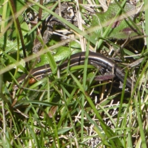 Acritoscincus duperreyi at Paddys River, ACT - 7 Apr 2019 12:09 PM