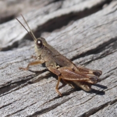 Phaulacridium vittatum (Wingless Grasshopper) at Gibraltar Pines - 7 Apr 2019 by Christine