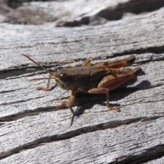 Phaulacridium vittatum at Paddys River, ACT - 7 Apr 2019