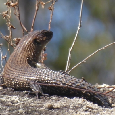 Egernia cunninghami (Cunningham's Skink) at Paddys River, ACT - 7 Apr 2019 by Christine