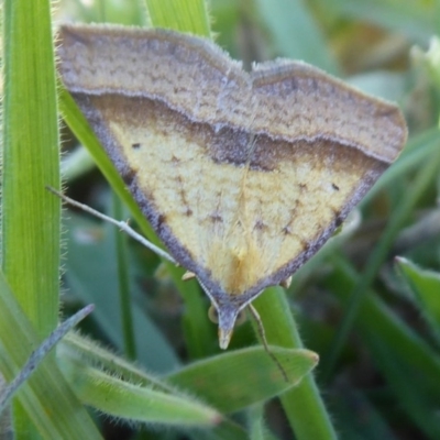 Anachloris subochraria (Golden Grass Carpet (Ennominae)) at Paddys River, ACT - 7 Apr 2019 by Christine