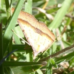 Anachloris subochraria at Paddys River, ACT - 7 Apr 2019