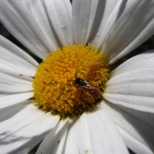 Brachyscome aculeata at Paddys River, ACT - 7 Apr 2019