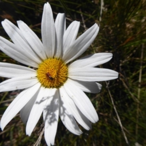 Brachyscome aculeata at Paddys River, ACT - 7 Apr 2019