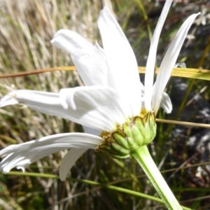 Brachyscome aculeata at Paddys River, ACT - 7 Apr 2019