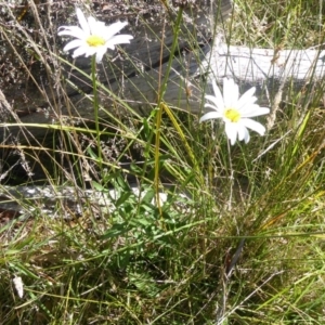 Brachyscome aculeata at Paddys River, ACT - 7 Apr 2019