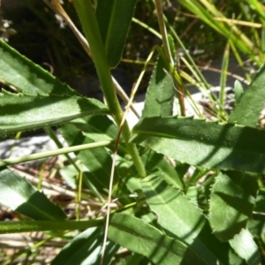 Brachyscome aculeata at Paddys River, ACT - 7 Apr 2019 01:49 PM