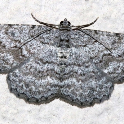 Psilosticha absorpta (Fine-waved Bark Moth) at Ainslie, ACT - 5 Nov 2018 by jbromilow50