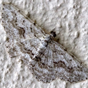 Psilosticha absorpta at Ainslie, ACT - 3 May 2018