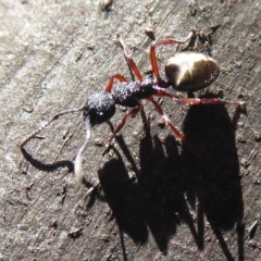 Dolichoderus scabridus (Dolly ant) at Namadgi National Park - 7 Apr 2019 by Christine