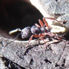 Dolichoderus scabridus at Paddys River, ACT - 7 Apr 2019