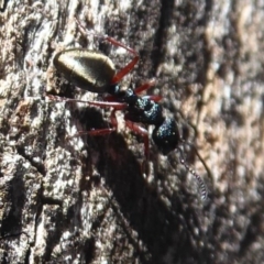 Dolichoderus scabridus at Paddys River, ACT - 7 Apr 2019