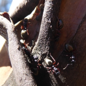 Dolichoderus scabridus at Paddys River, ACT - 7 Apr 2019