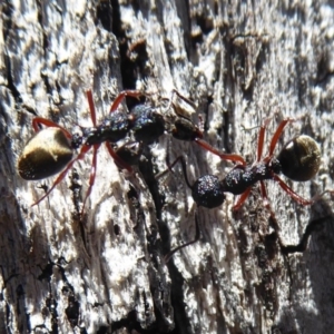 Dolichoderus scabridus at Paddys River, ACT - 7 Apr 2019