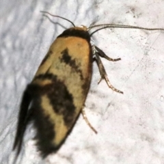 Olbonoma triptycha at Ainslie, ACT - 3 Nov 2018 11:06 PM