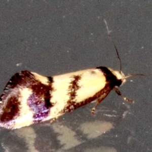 Olbonoma triptycha at Ainslie, ACT - 24 Jan 2019 09:18 PM