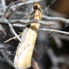 Philobota protecta (A concealer moth) at Mount Ainslie - 3 Nov 2018 by jbromilow50