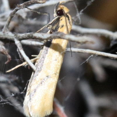 Philobota protecta (A concealer moth) at Mount Ainslie - 3 Nov 2018 by jb2602