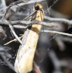 Philobota protecta (A concealer moth) at Mount Ainslie - 3 Nov 2018 by jb2602
