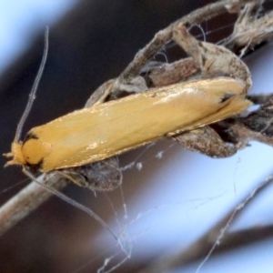 Philobota protecta at Majura, ACT - 4 Nov 2018