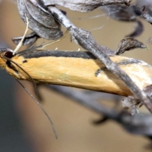 Philobota protecta at Majura, ACT - 4 Nov 2018