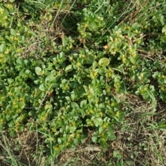 Alternanthera pungens (Khaki Weed) at Phillip, ACT - 8 Apr 2019 by Mike