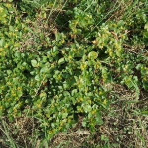 Alternanthera pungens at Phillip, ACT - 8 Apr 2019