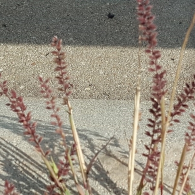 Tragus australianus (Small Burrgrass) at Phillip, ACT - 8 Apr 2019 by Mike