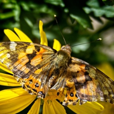 Vanessa kershawi (Australian Painted Lady) at Banks, ACT - 6 Apr 2019 by UserfaKgHkxs