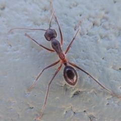 Camponotus intrepidus (Flumed Sugar Ant) at Gibraltar Pines - 7 Apr 2019 by Christine