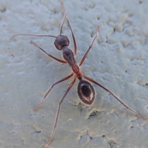 Camponotus intrepidus at Paddys River, ACT - 7 Apr 2019